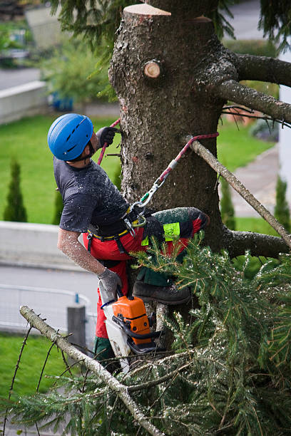 Best Commercial Tree Services  in Sanford, NC